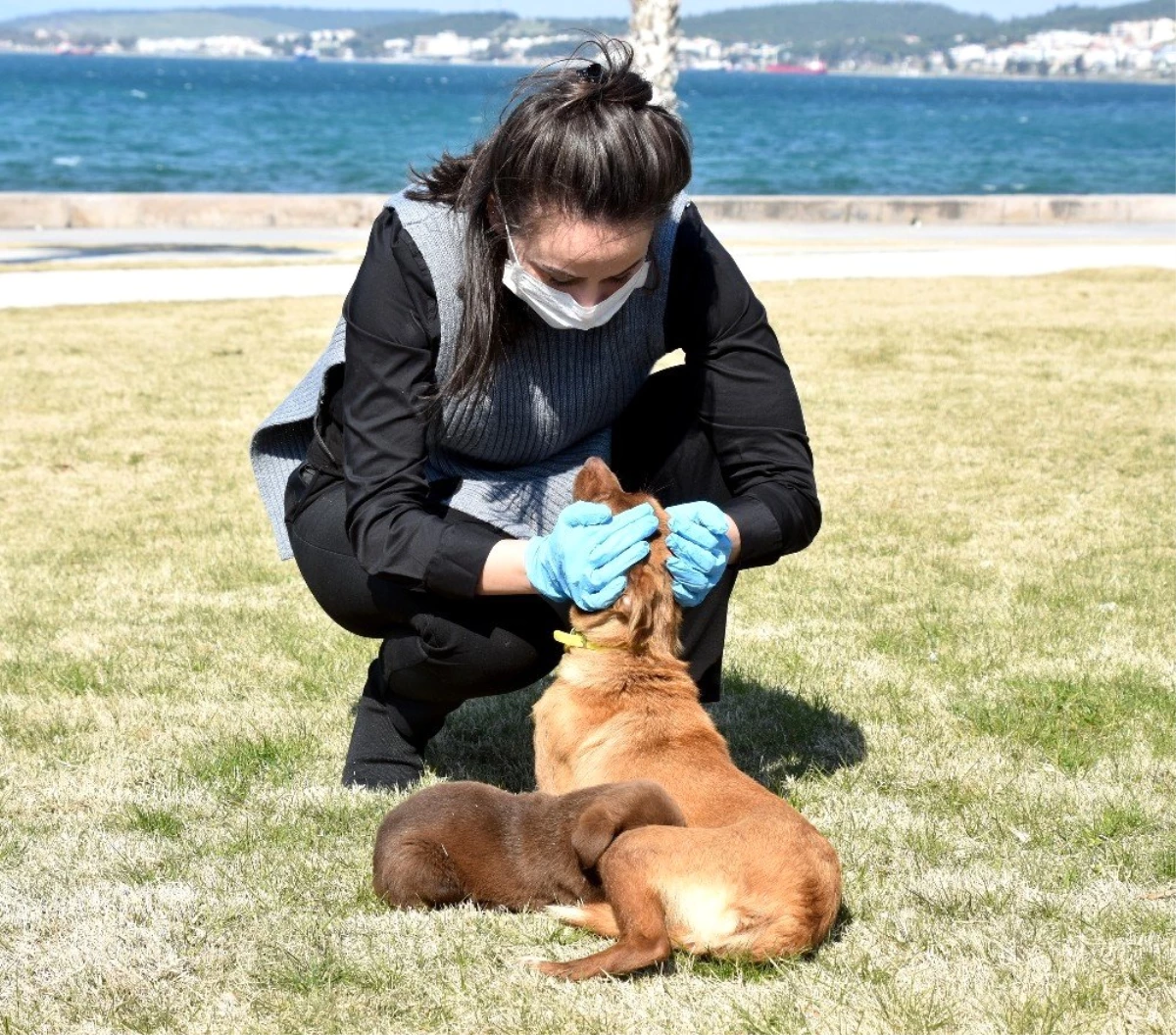 Sevimli köpekler yuva arıyor