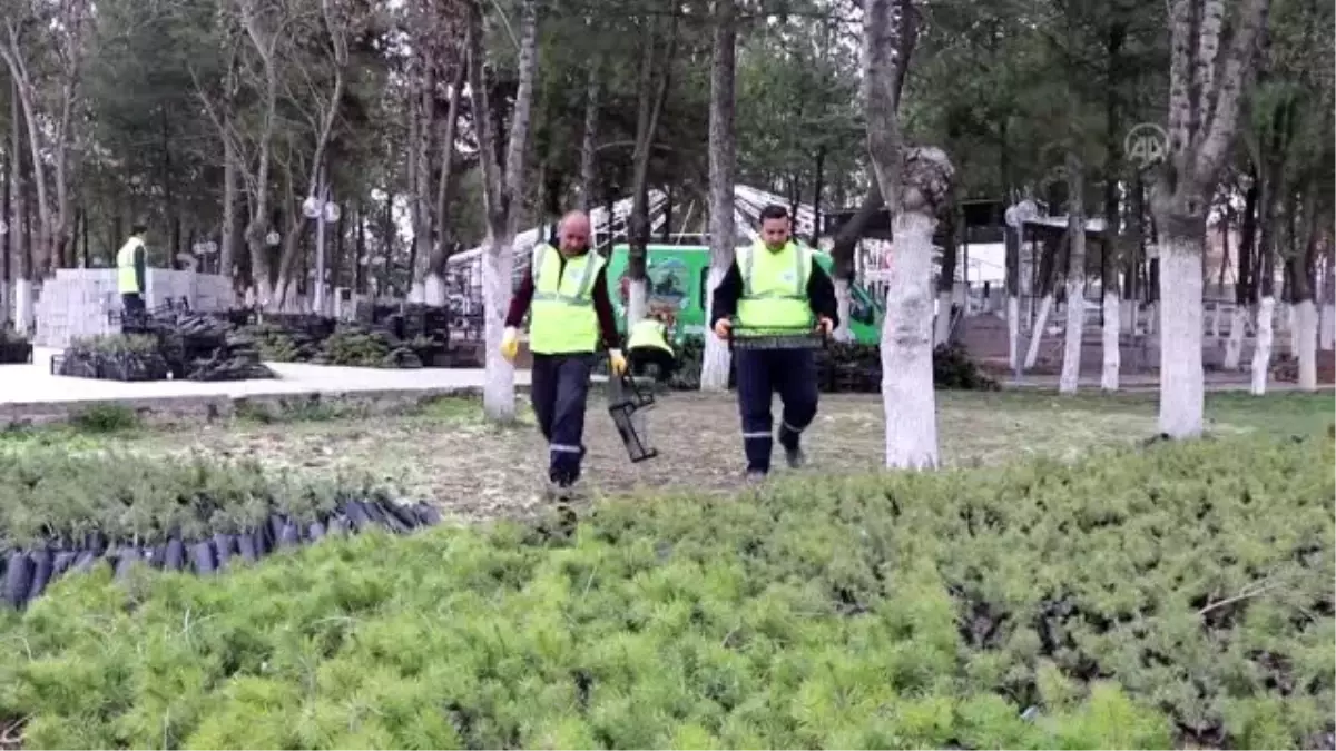 Yahşihan Belediye Başkanı Türkyılmaz, vatandaşlara fidan hediye etti