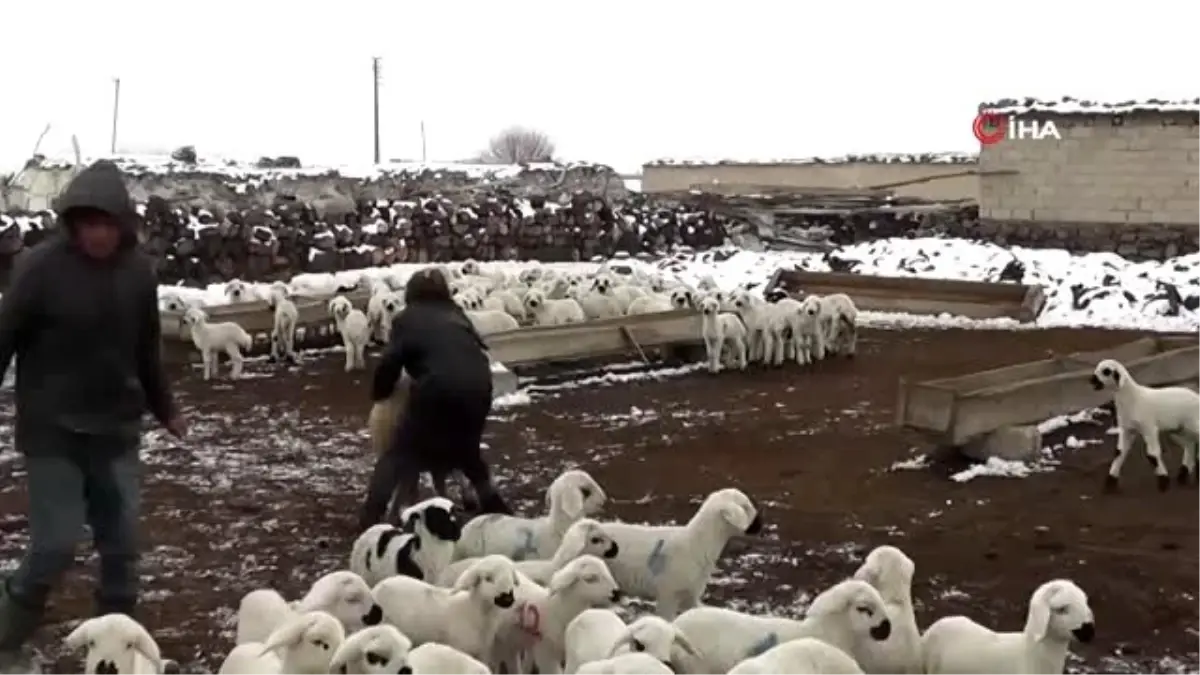 11 yaşındaki Kardelen, koronavirüs tatilinde çobanlık yapıyor