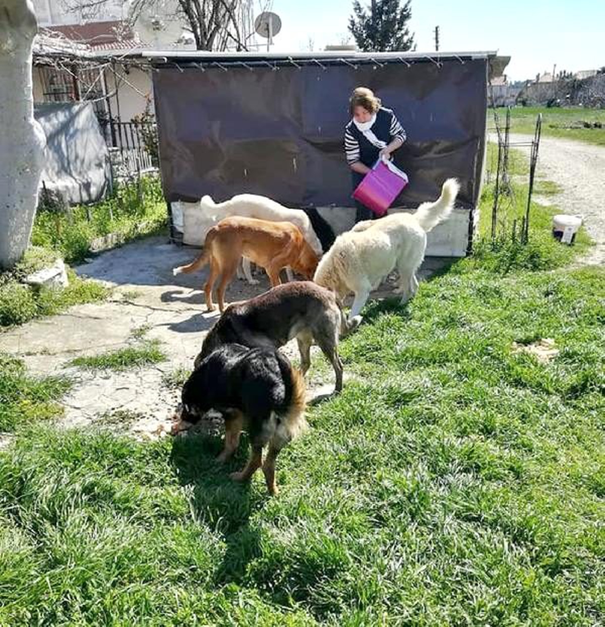 İnsanlar evlere kapandı, aç kalan sokak köpeklerini hayvanseverler besledi