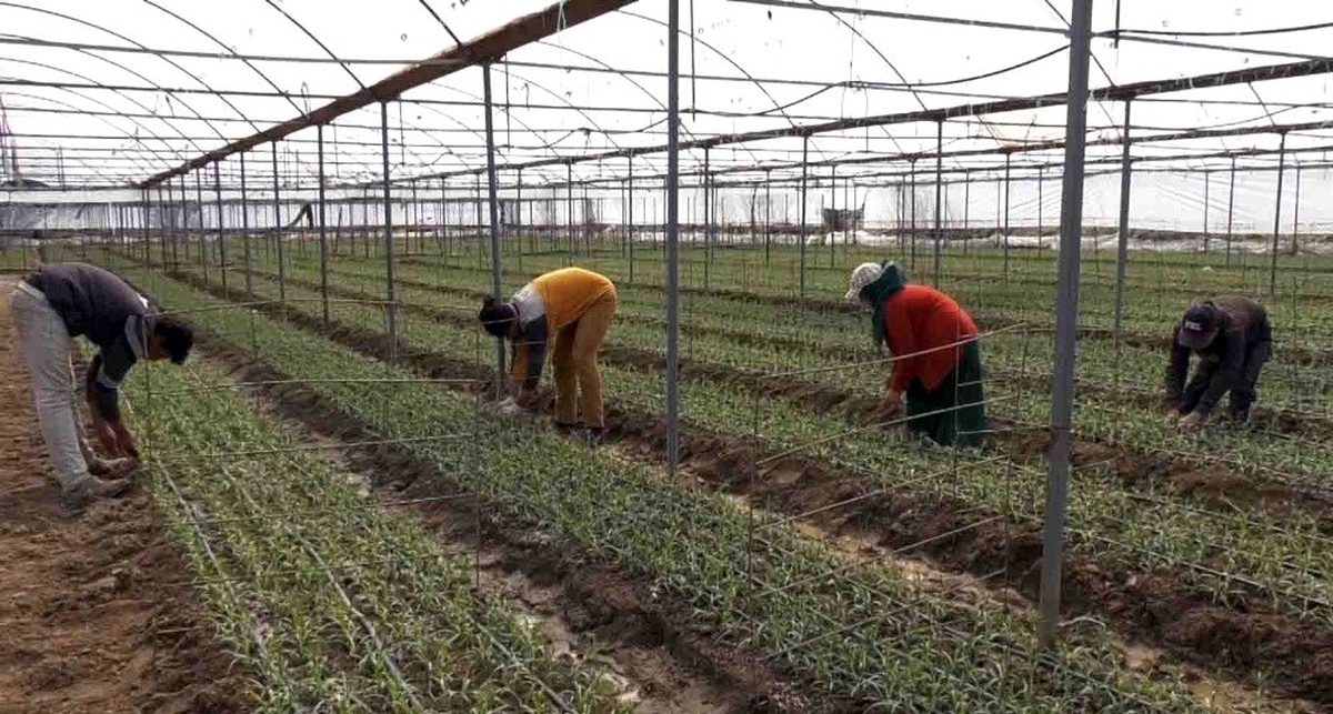 Korona virüs tehdidine rağmen Avrupa için karanfil üretiyorlar