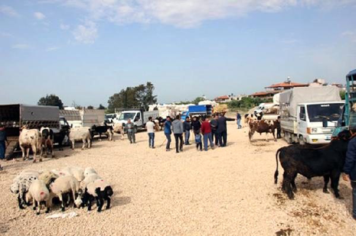Samandağ\'da hayvan, oto ve semt pazarları kurulmayacak
