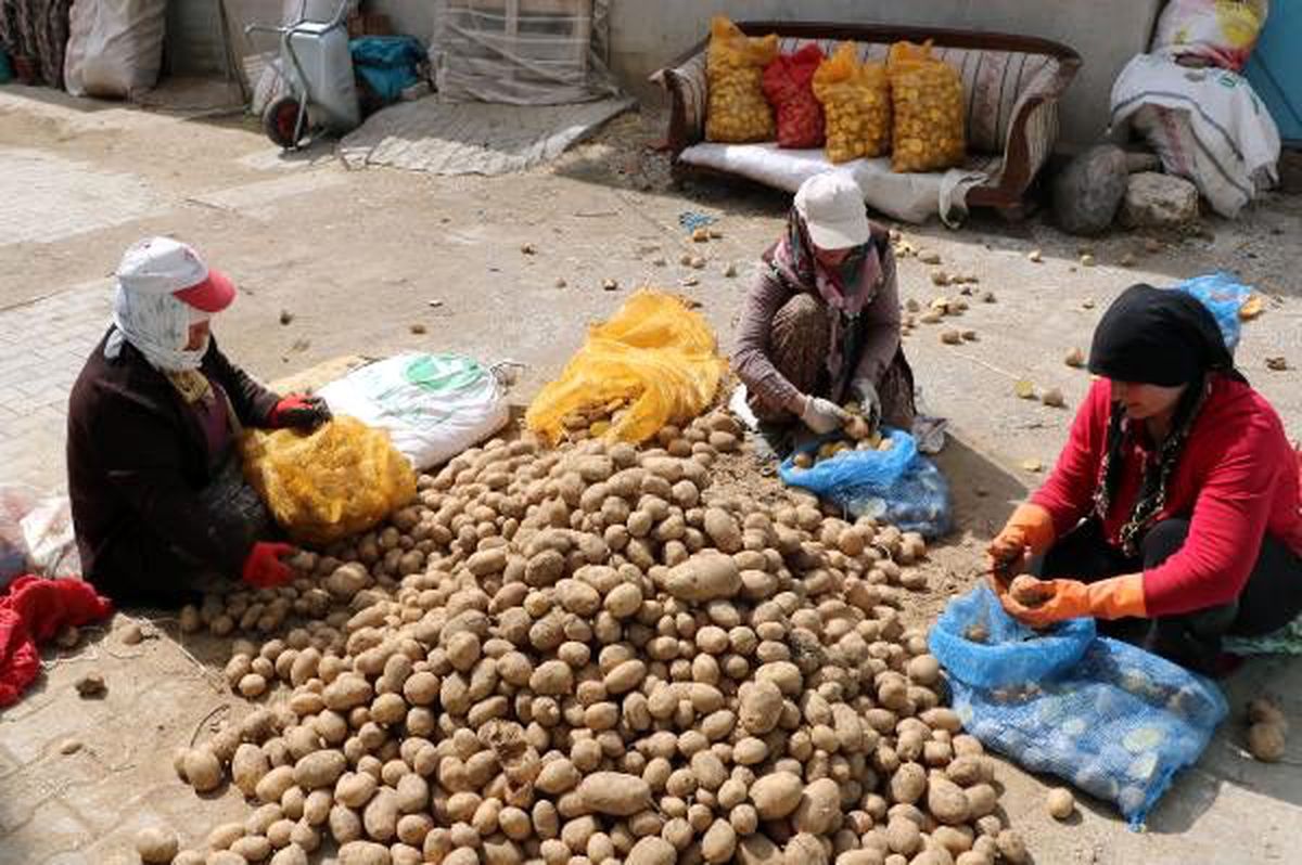 Sandıklı\'da 30 bin dekara patates ekimi
