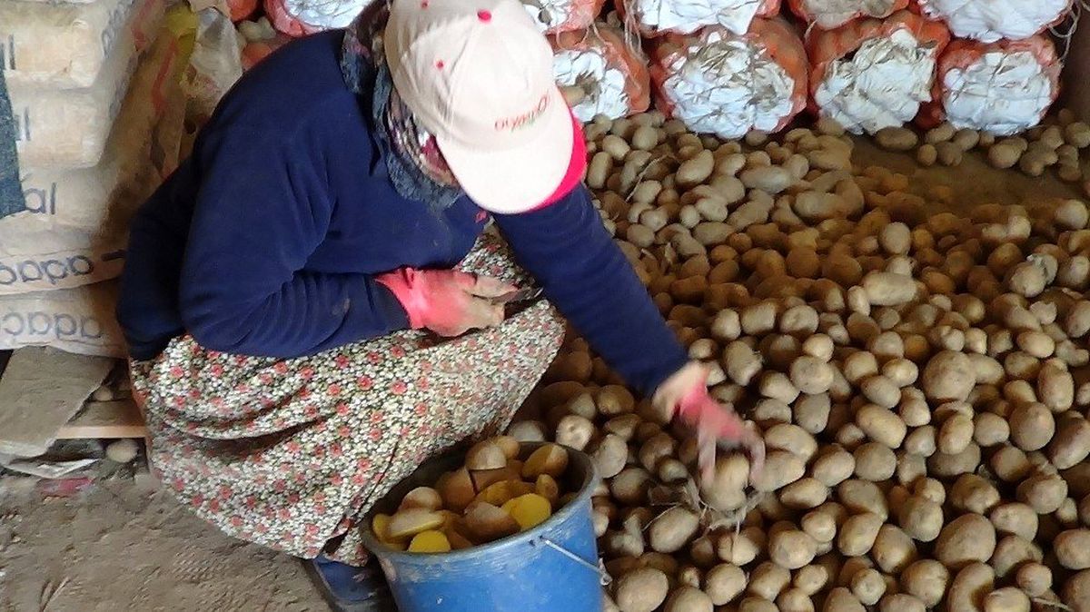 Sandıklı\'da patates ekimi başladı