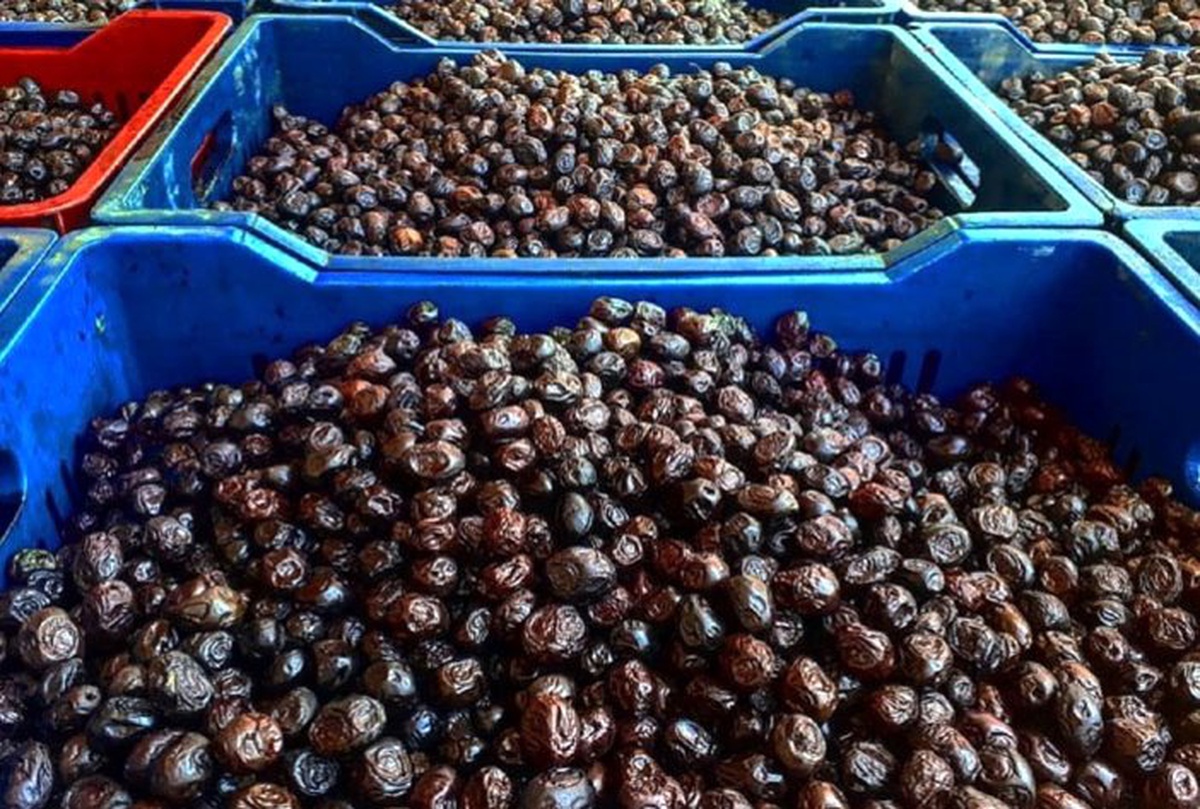 Borsa başkanından ‘zeytin ve zeytinyağı tüketin’ çağrısı