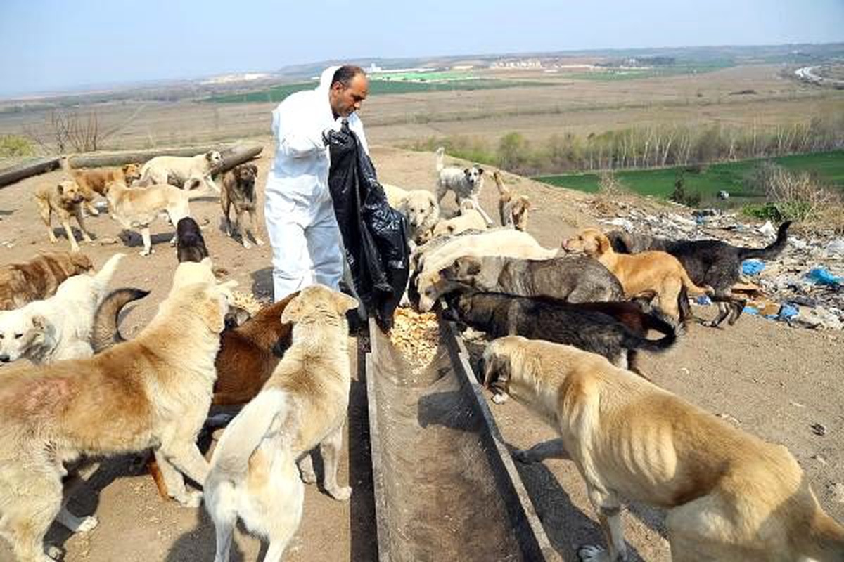 Edirne\'de sokak hayvanlarına yiyecek takviyesi