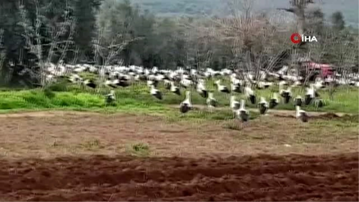 Göç yolunda mola veren binlerce leylek İznikli çiftçinin tarlasını istila etti