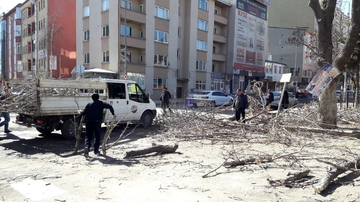 Kars\'ta belediye ağaçları buduyor