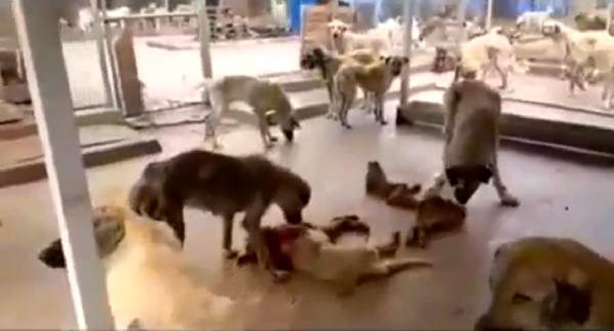 Kozan\'daki barınakta köpekler birbirine saldırdı iddiası