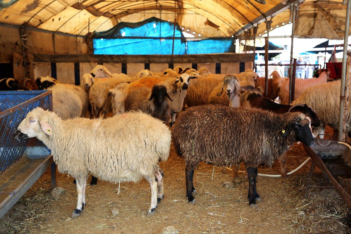 Mersin\'de hayvan pazarı koronavirüs tedbirleri kapsamında kaldırıldı