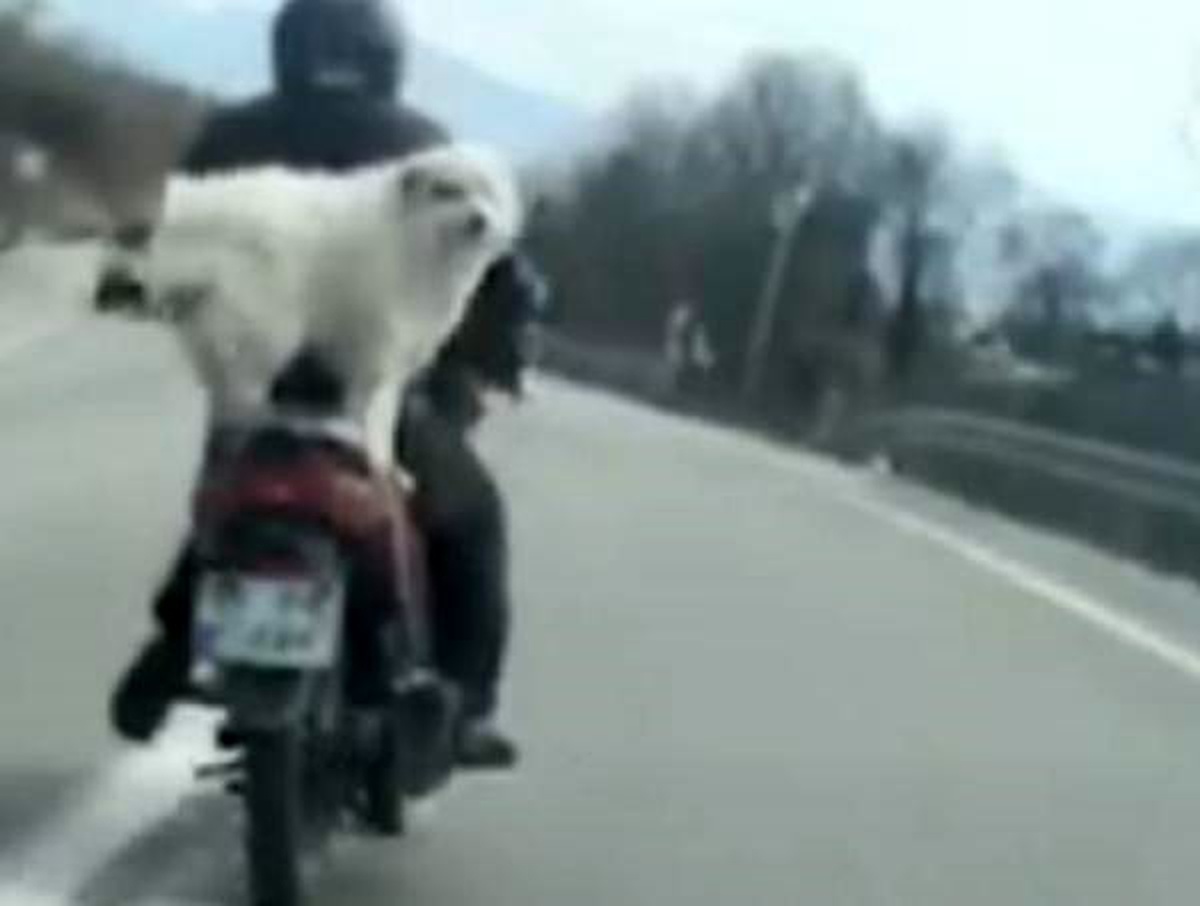 Motosiklette arkasındaki köpekle yol aldı