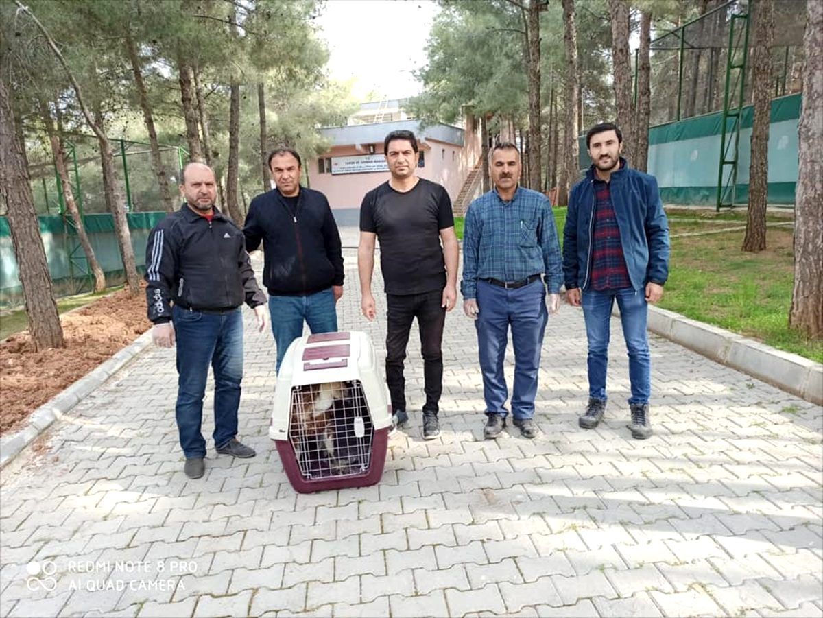 Şanlıurfa\'da tedavi edilen kızıl akbaba doğaya bırakıldı