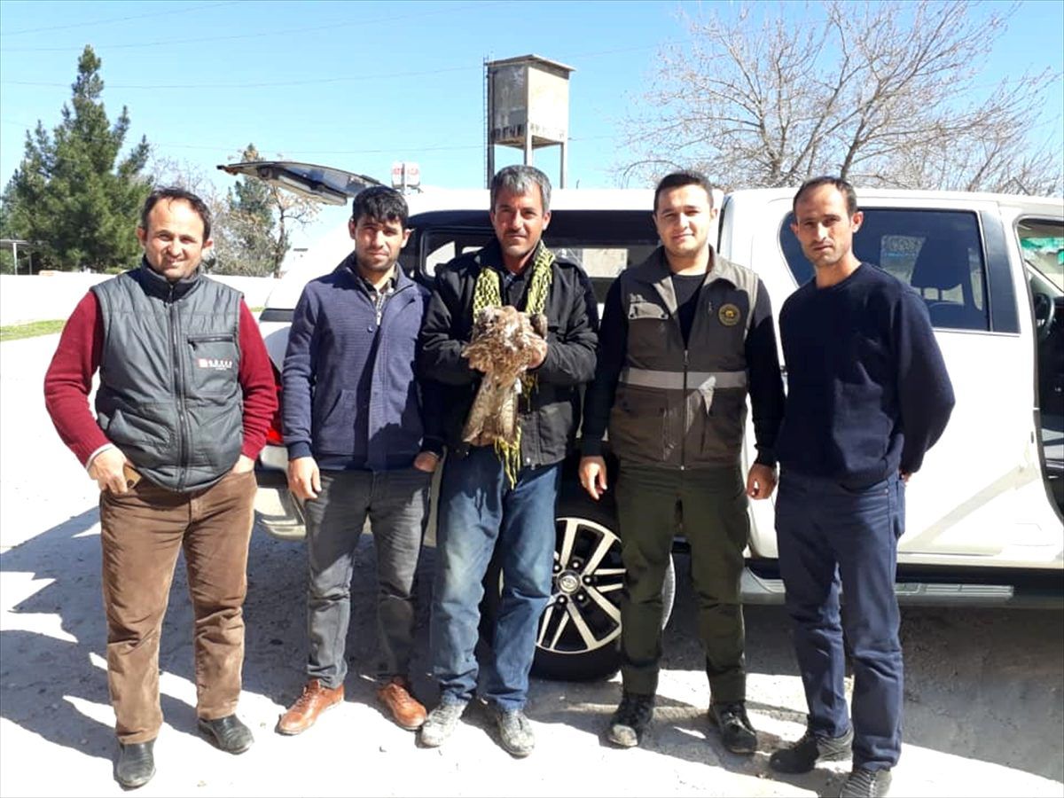 Şanlıurfa\'da yaralı bulunan şahin tedavi altına alındı