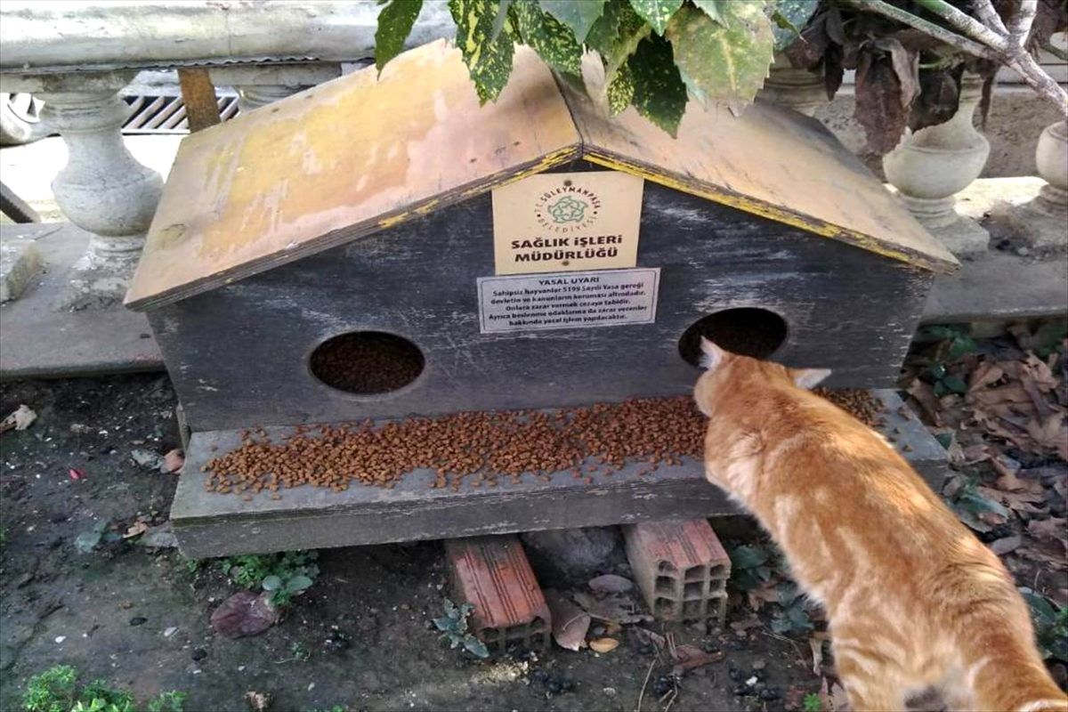 Tekirdağ\'da sokaklara mama ve su bırakıldı