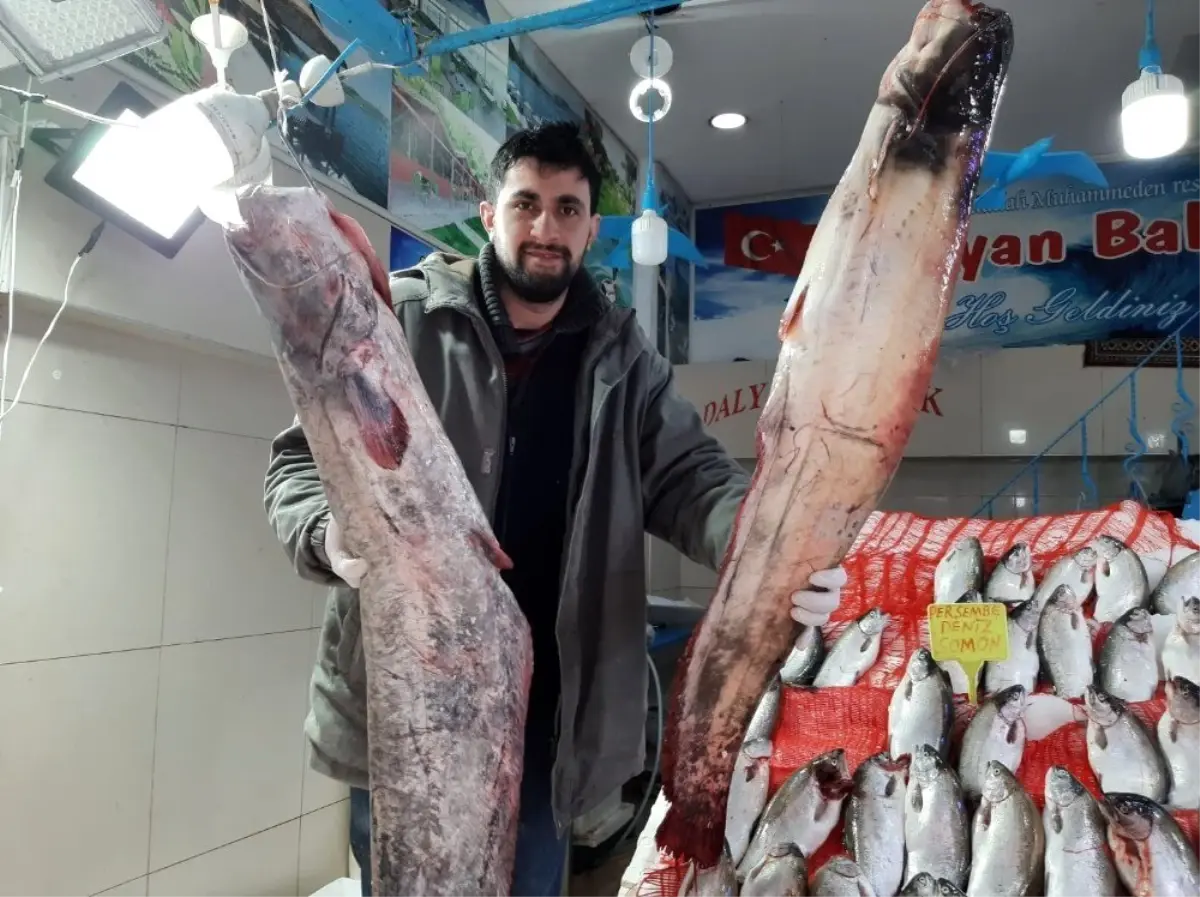 65 kilogramlık yayın balığı yakaladı