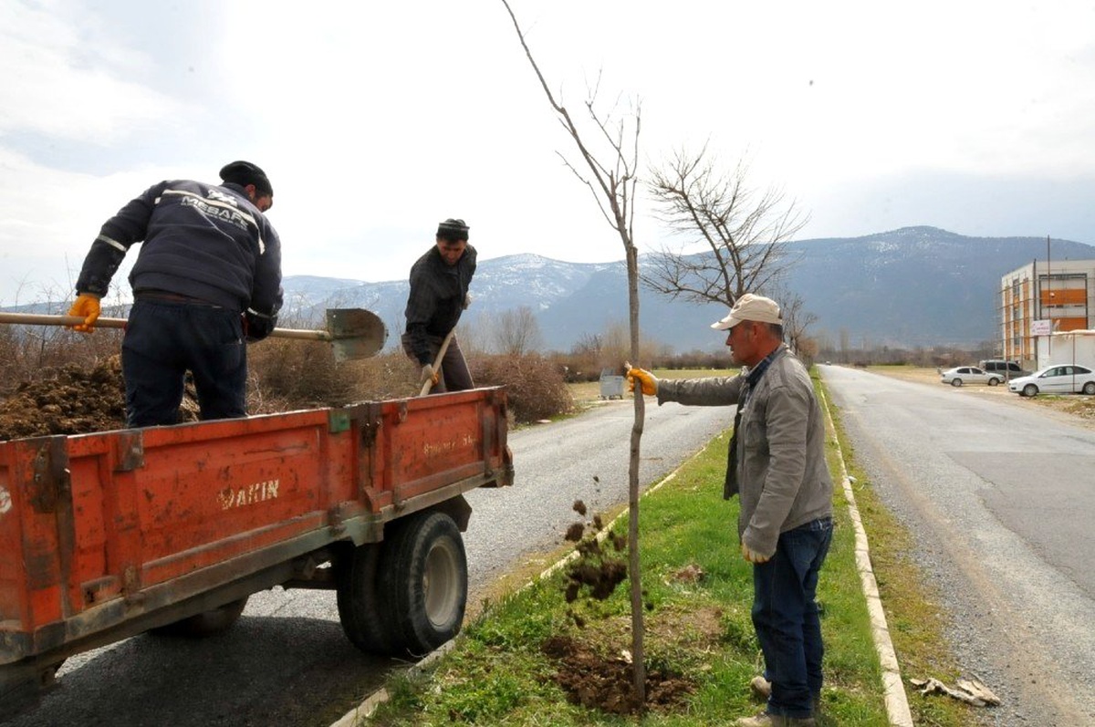 Akşehir\'de ağaçlandırma ve budama çalışmaları sürüyor