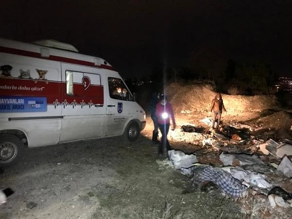 Ankara'da çuvalların içinde ölü köpekler bulundu
