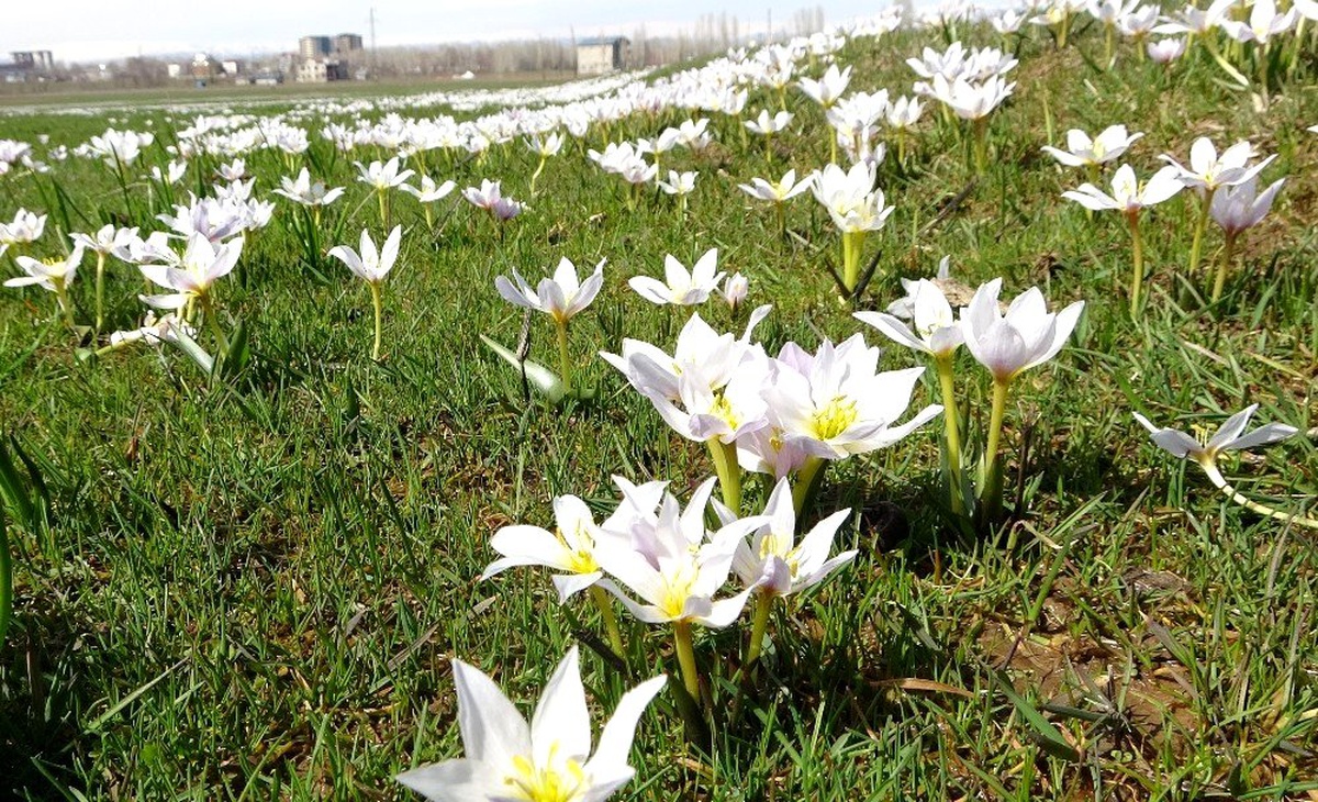 Baharın müjdecisi kardelenler Muş Ovası\'nı süsledi