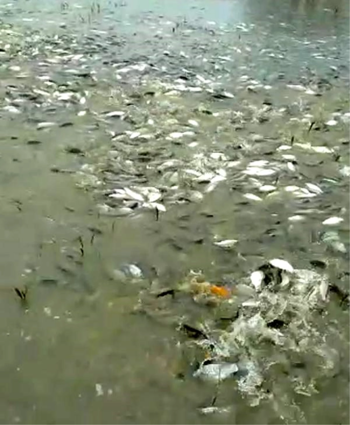 Baraj gölünde kıyıya vuran balıkları çuvallarla topladılar