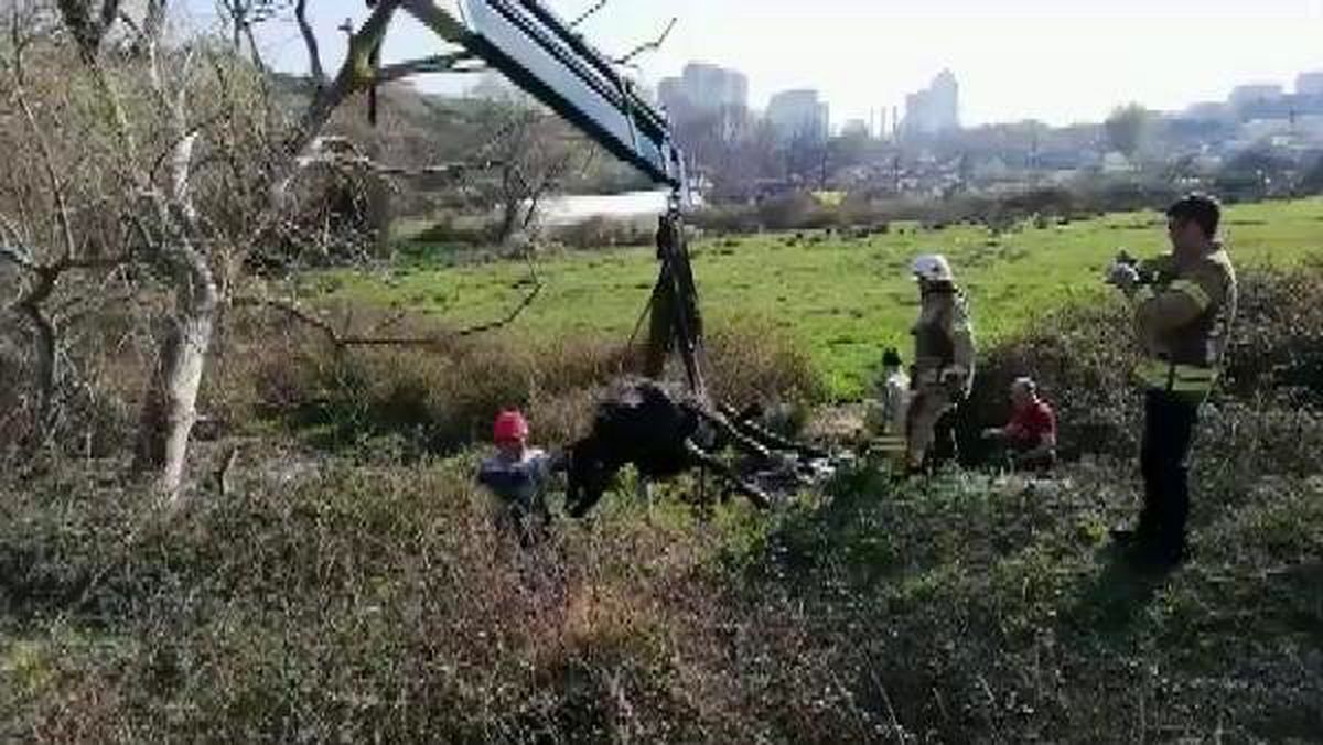 Başakşehir\'de çamura saplanan inek kurtarıldı
