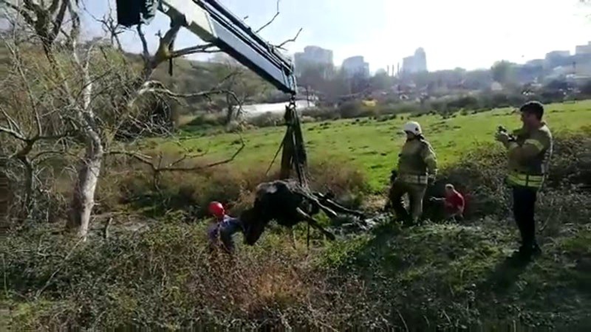Çamura saplanan ineğe kurtarma operasyonu