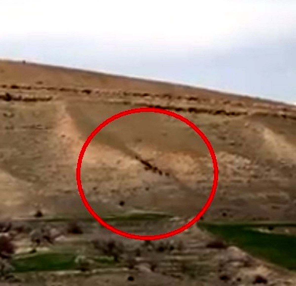 Elazığ\'da domuz sürüsü görüntülendi