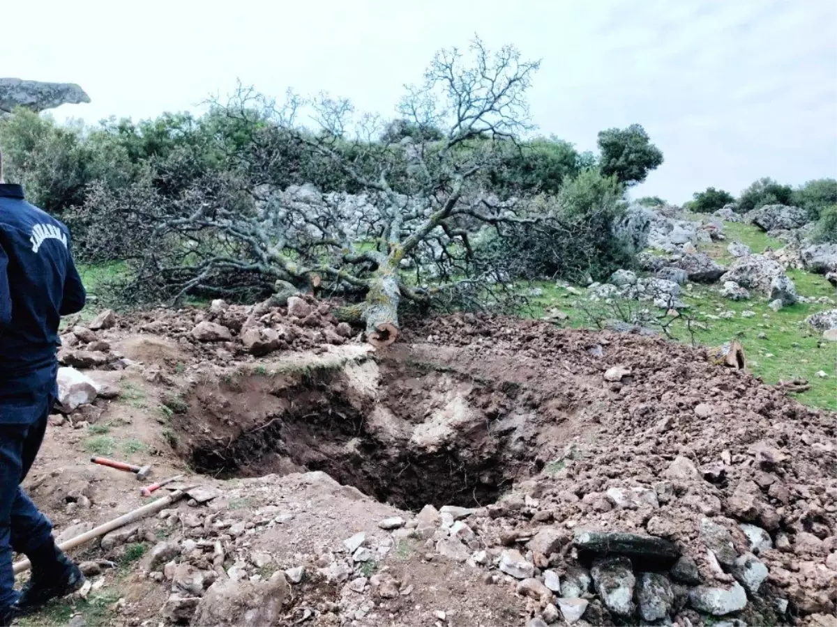 Koca ağacı söküp hazine arayan defineciler yakalandı