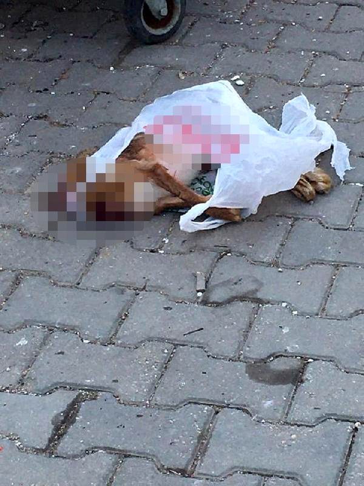 Poşette kafası kesilmiş köpek ölüsü bulundu