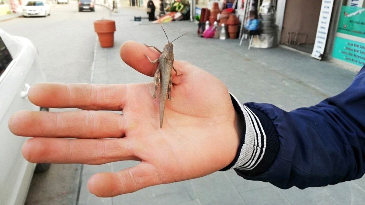 Şemdinli\'de çekirge görülmesi şaşırttı
