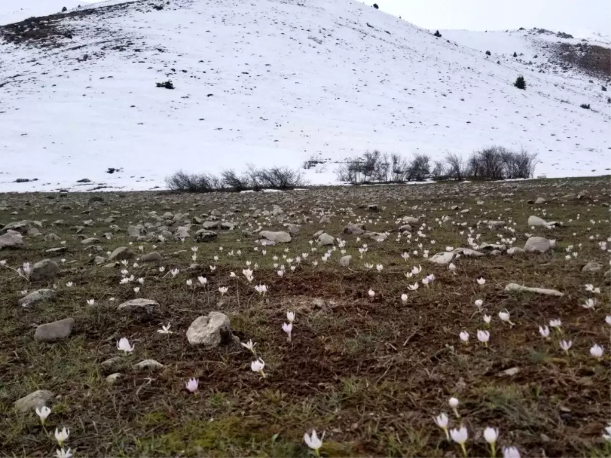 Baharın müjdecisi kardelenler Munzur\'u süsledi