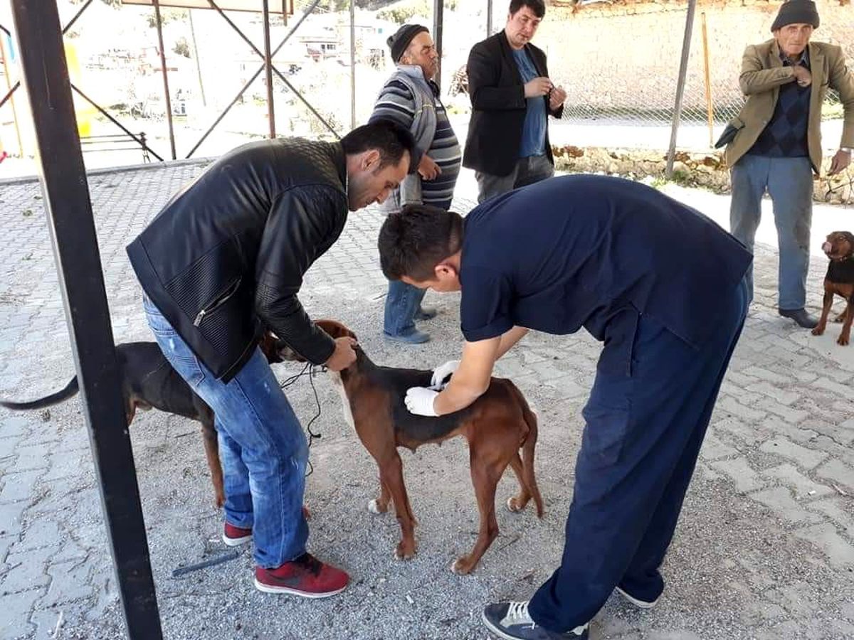 Çal\'da bin 250 hayvana aşı yapıldı