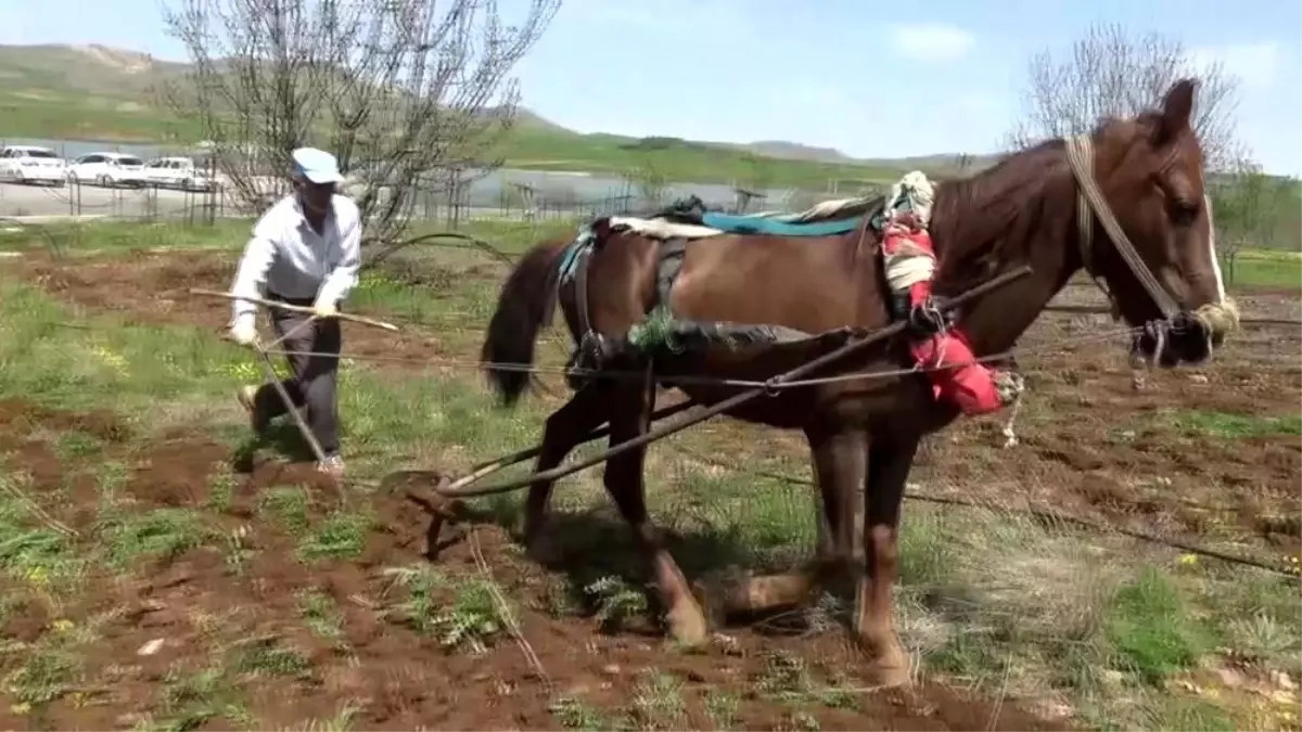 Gercüş\'te at ile çift sürme geleneği devam ediyor