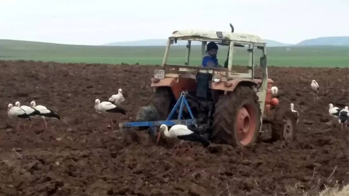 Göç yolundaki leyleklerin beslenme çabası