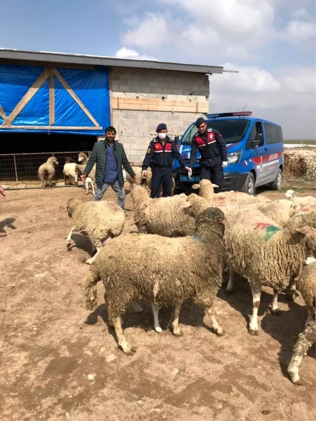 Koyun hırsızları JASAT ekiplerince yakalandı