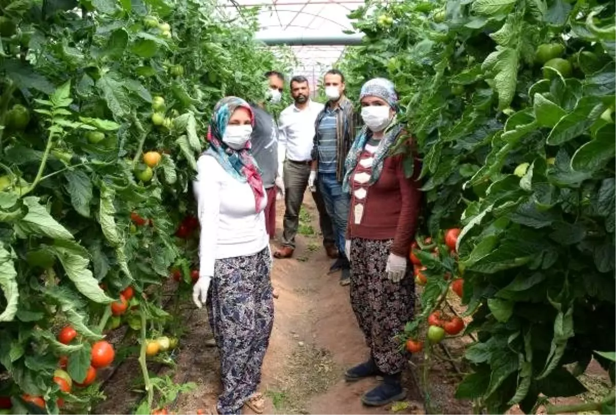 Kumlucalı sera üreticisine koronavirüs molası yok