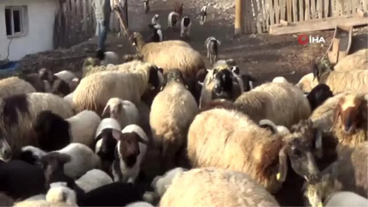 Kuzuların, anneleriyle buluşması renkli görüntüler oluşturdu