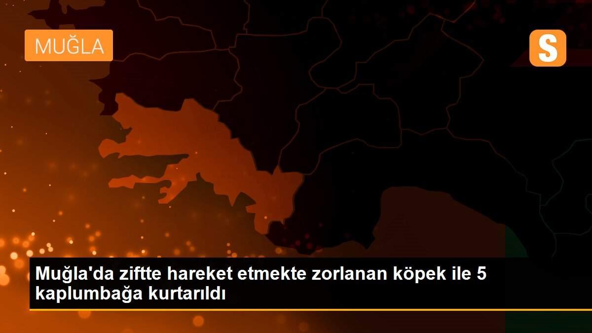 Muğla\'da ziftte hareket etmekte zorlanan köpek ile 5 kaplumbağa kurtarıldı