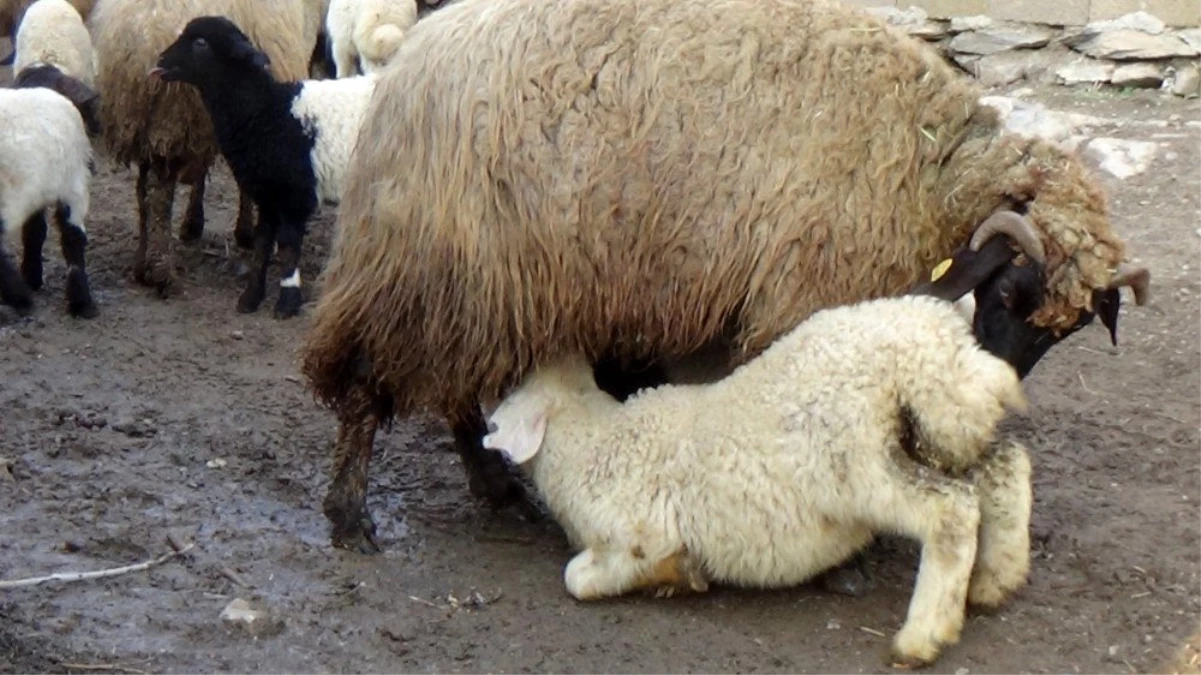 (Özel) Hakkari\'de kuzulama dönemi başladı