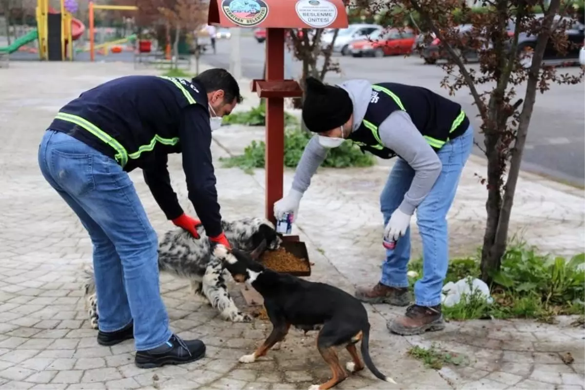 Serdivan Belediyesi sokak hayvanlarını unutmadı