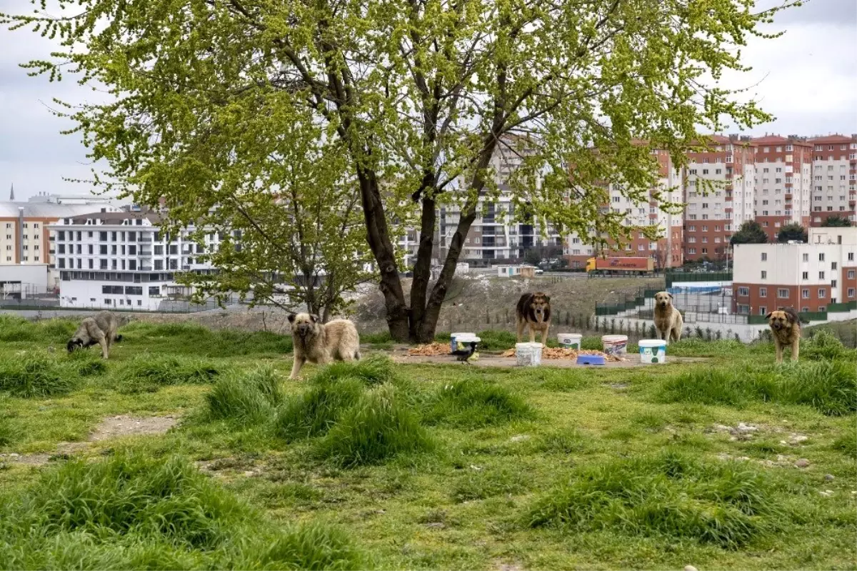 Sokak hayvanları için günde 650 kilo mama