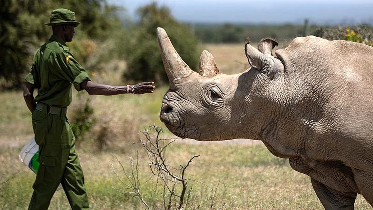 Afrika\'da nesli tükenmekte olan gergedanların sayısı her geçen yıl artıyor
