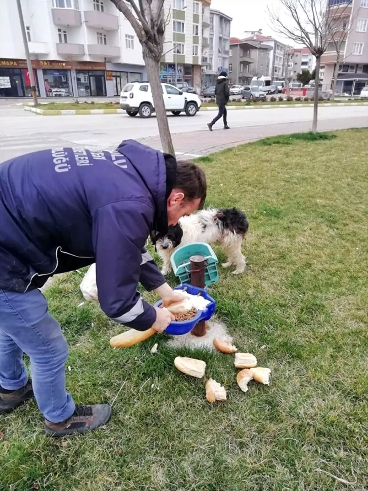 Gelibolu Belediyesinden sokak hayvanlarına mama desteği