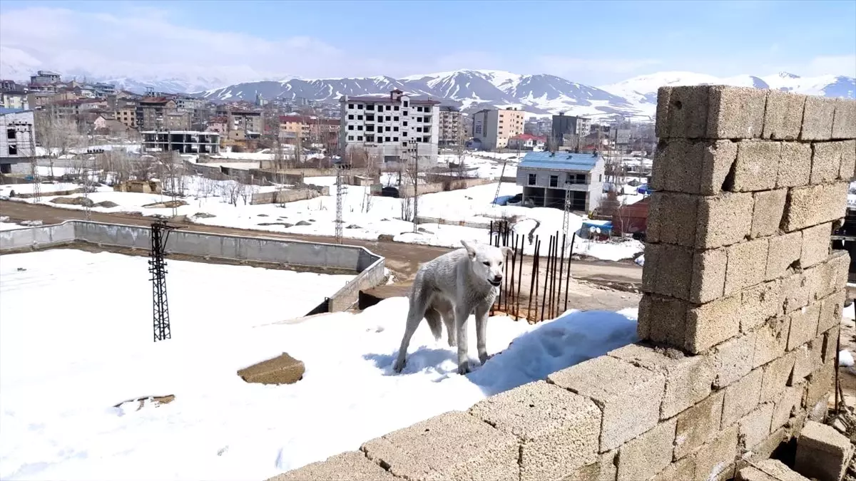 Hakkari\'de inşaatta mahsur kalan 2 köpeği belediye ekipleri kurtardı