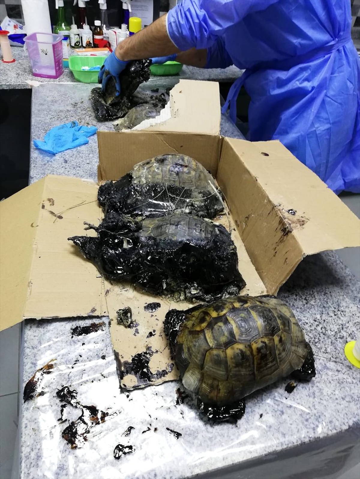 Muğla\'da saplandıkları ziftten kurtarılan köpek ile 4 kaplumbağanın tedavisi sürüyor