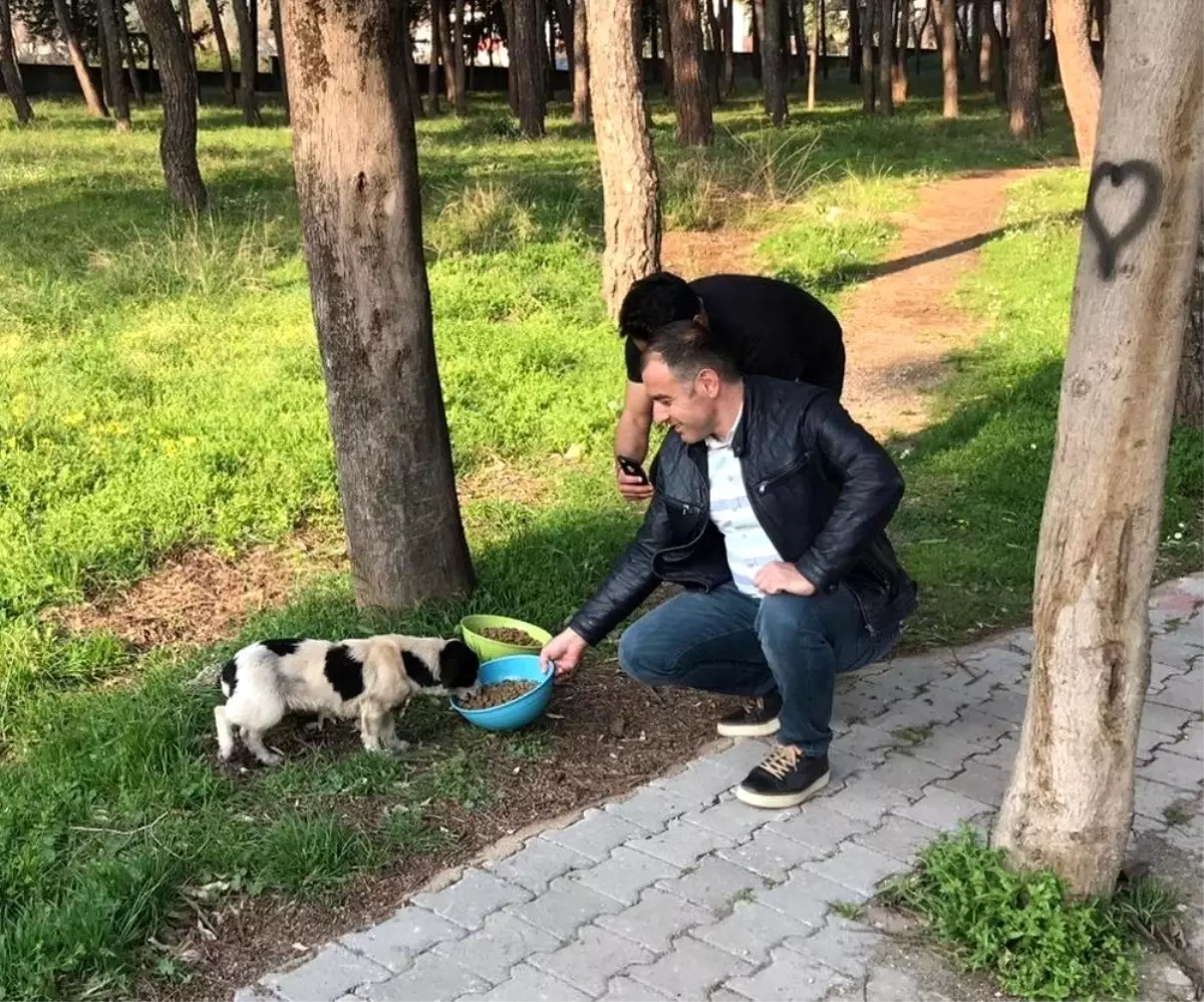 Sokak hayvanları için mama bıraktılar