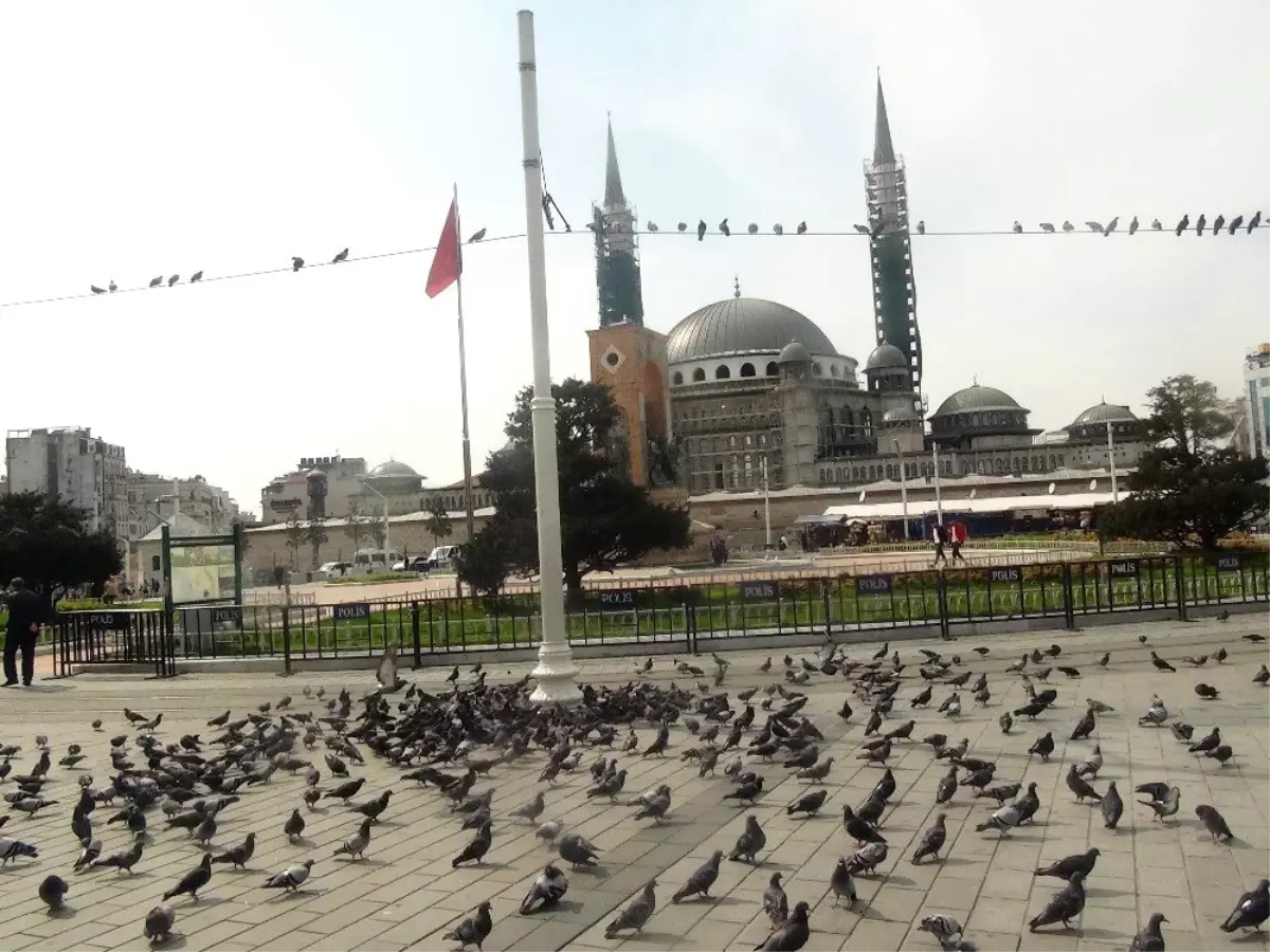 Taksim Meydanı kuşlara kaldı