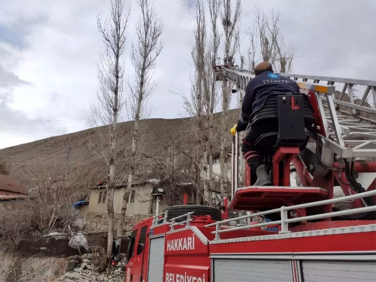 Tehlike arz eden kavak ağaçlarına müdahale