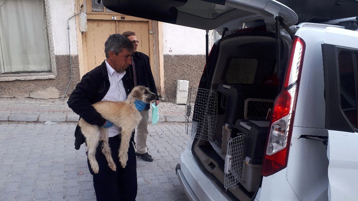 Trafik kazasında yaralan 3 köpek tedavi için İstanbul\'a gönderildi