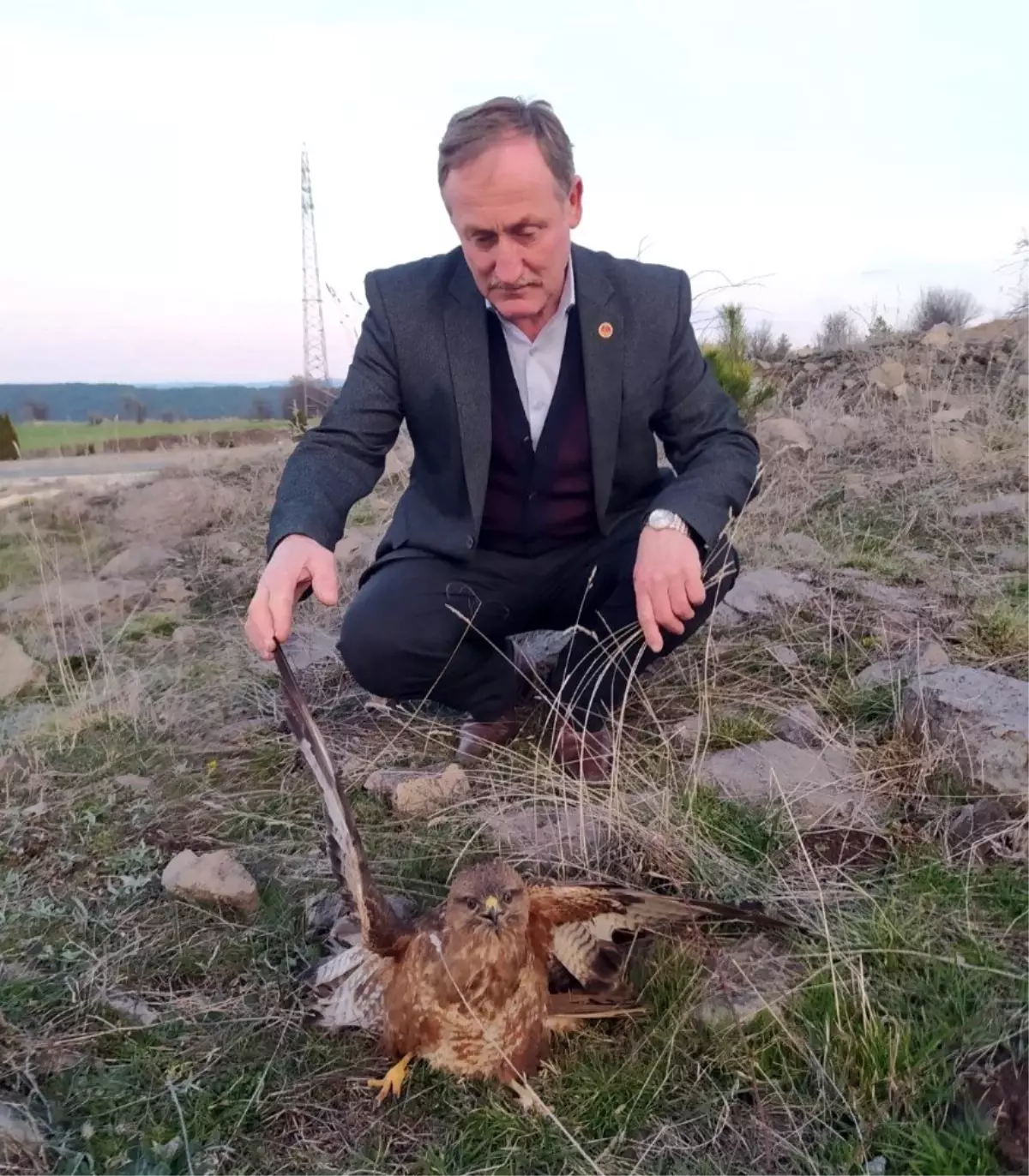 Yaralı bulunan kızıl şahin tedavi altına alındı