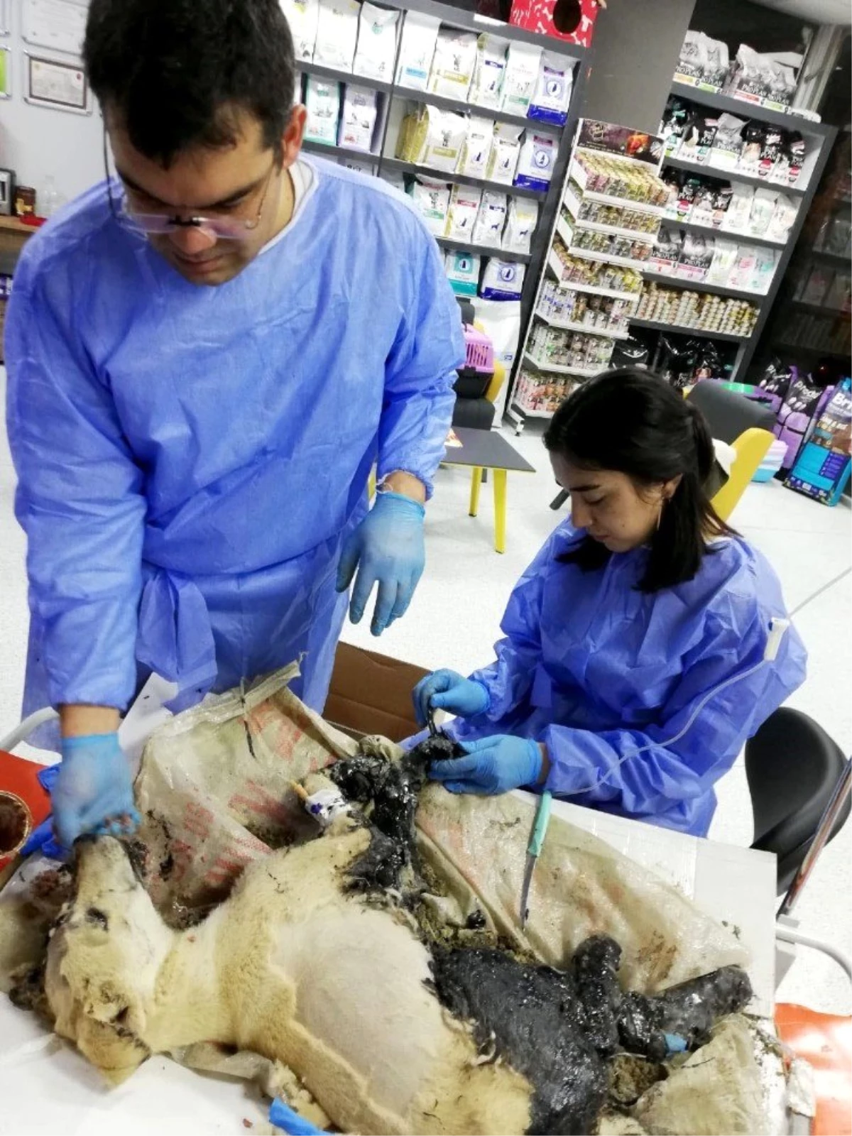Ziftten kurtarılan kaplumbağalardan biri öldü, köpek ve diğerlerinin tedavisi sürüyor